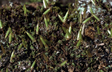 APII jpeg image of Encalypta vulgaris  © contact APII