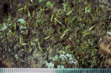 APII jpeg image of Encalypta vulgaris  © contact APII