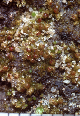 APII jpeg image of Ephemerum cristatum  © contact APII