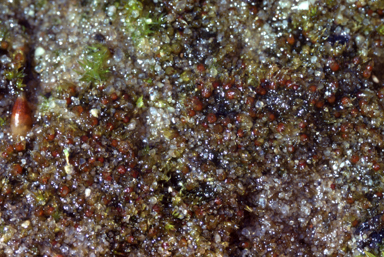 APII jpeg image of Ephemerum cristatum  © contact APII