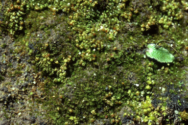 APII jpeg image of Ephemerum cristatum  © contact APII