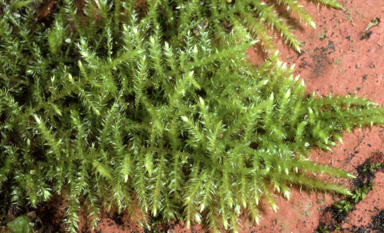 APII jpeg image of Eurhynchium praelongum  © contact APII