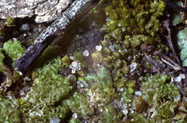 APII jpeg image of Fissidens vittatus  © contact APII