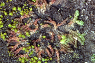 APII jpeg image of Fossombronia  © contact APII