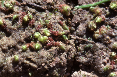 APII jpeg image of Fossombronia altilamellosa  © contact APII