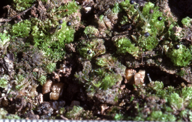 APII jpeg image of Fossombronia altilamellosa  © contact APII