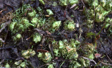 APII jpeg image of Fossombronia altilamellosa  © contact APII