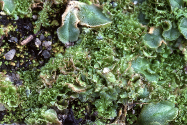 APII jpeg image of Fossombronia arapilensis  © contact APII