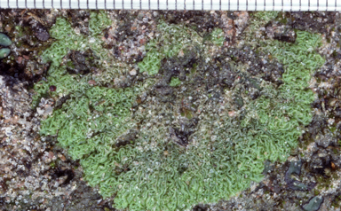 APII jpeg image of Fossombronia coralloides  © contact APII