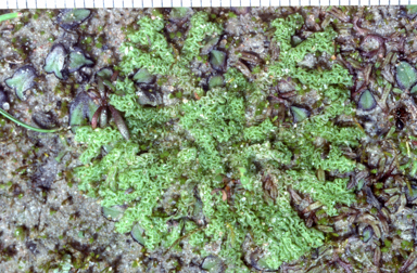 APII jpeg image of Fossombronia coralloides  © contact APII