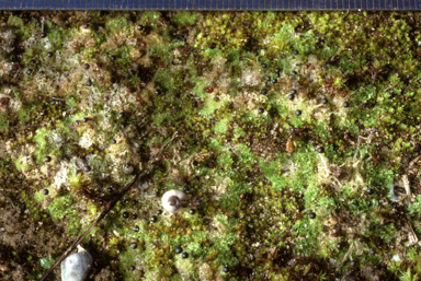 APII jpeg image of Fossombronia cultriformis  © contact APII