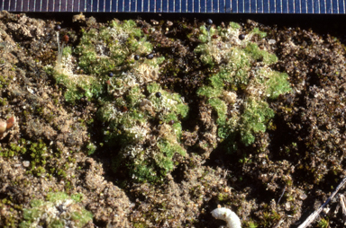 APII jpeg image of Fossombronia cultriformis  © contact APII