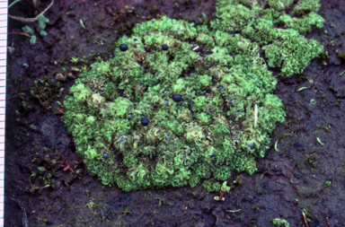 APII jpeg image of Fossombronia pusilla  © contact APII