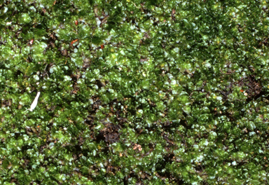 APII jpeg image of Fossombronia rudis  © contact APII