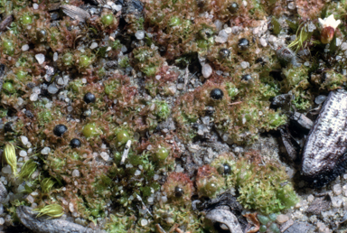 APII jpeg image of Fossombronia  © contact APII