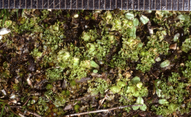 APII jpeg image of Fossombronia texana  © contact APII