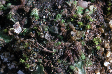 APII jpeg image of Fossombronia densa  © contact APII