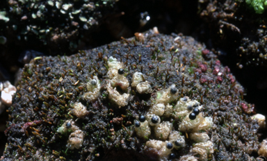 APII jpeg image of Fossombronia undulatus  © contact APII