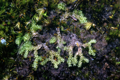 APII jpeg image of Fossombronia pusilla  © contact APII