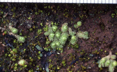 APII jpeg image of Fossombronia vermiculata  © contact APII