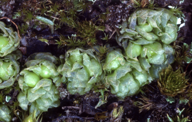 APII jpeg image of Fossombronia intestinalis  © contact APII