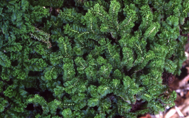 APII jpeg image of Fossombronia papillata  © contact APII