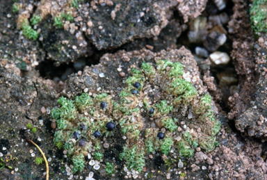 APII jpeg image of Fossombronia punctata var. purpureospora  © contact APII