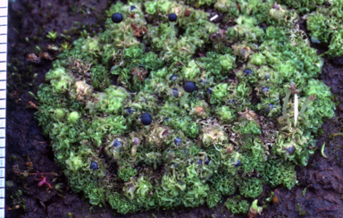 APII jpeg image of Fossombronia pusilla  © contact APII