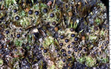 APII jpeg image of Fossombronia pusilla  © contact APII