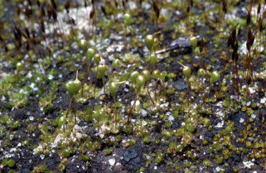 APII jpeg image of Entosthodon apophysatus  © contact APII