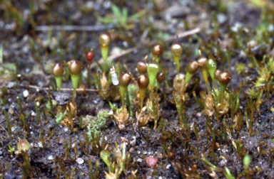APII jpeg image of Funaria apophysata  © contact APII