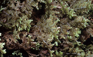 APII jpeg image of Gackstreomia weindorferi  © contact APII