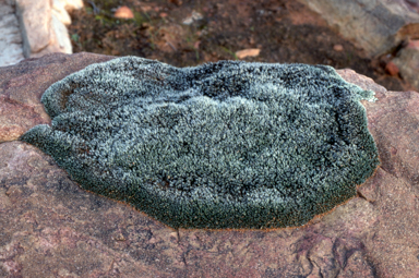 APII jpeg image of Grimmia leavigata  © contact APII