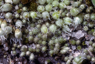 APII jpeg image of Gigaspermum repens  © contact APII