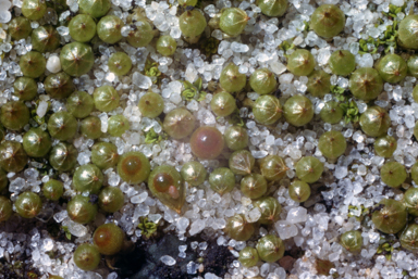 APII jpeg image of Goniomitrium enerve  © contact APII