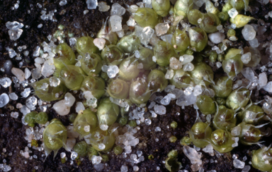 APII jpeg image of Gigaspermum repens  © contact APII