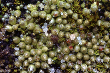 APII jpeg image of Gigaspermum repens  © contact APII