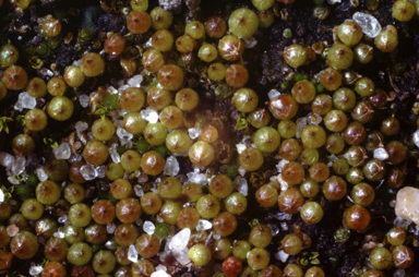 APII jpeg image of Goniomitrium enerve  © contact APII