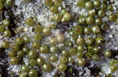 APII jpeg image of Goniomitrium enerve  © contact APII