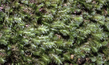 APII jpeg image of Gottschea lacerata  © contact APII