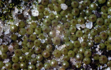 APII jpeg image of Goniomitrium enerve  © contact APII