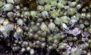 APII jpeg image of Gigaspermum repens  © contact APII