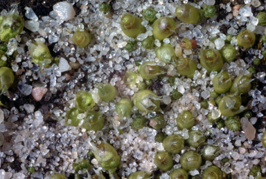 APII jpeg image of Gigaspermum repens  © contact APII