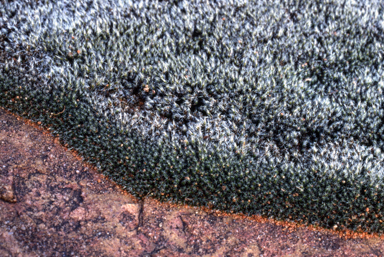 APII jpeg image of Grimmia laevigata  © contact APII