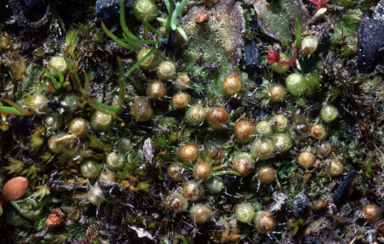 APII jpeg image of Gigaspermum repens  © contact APII