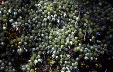 APII jpeg image of Gigaspermum repens  © contact APII