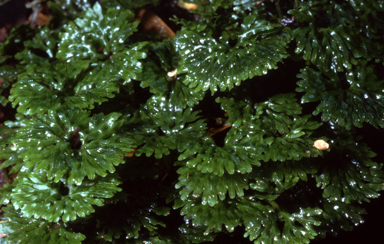 APII jpeg image of Hymenophyton flagellatum  © contact APII