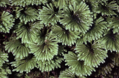 APII jpeg image of Hypopterygium didictyon  © contact APII