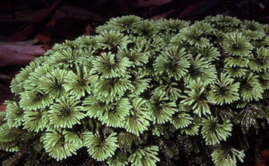 APII jpeg image of Hypopterygium didictyon  © contact APII