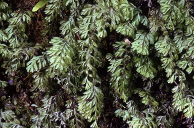 APII jpeg image of Hymenophyton cupressiforme  © contact APII